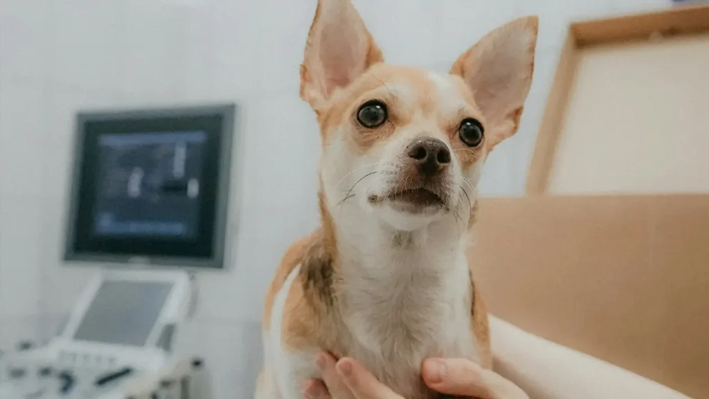 CNAE Correto para Clínicas Veterinárias