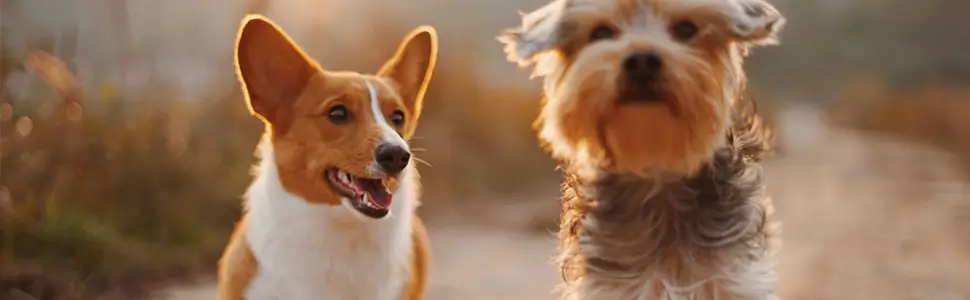 Abrir uma Clínica Veterinária