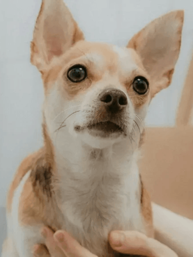 Como escolher o CNAE para abrir uma clínica veterinária?
